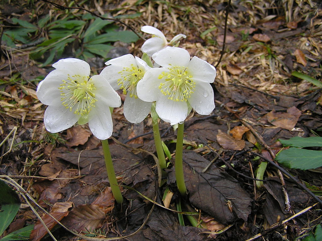 rose de noel