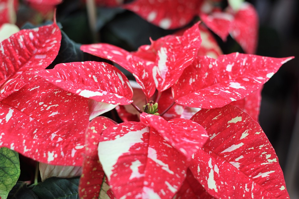 poinsettia-1841877_960_720