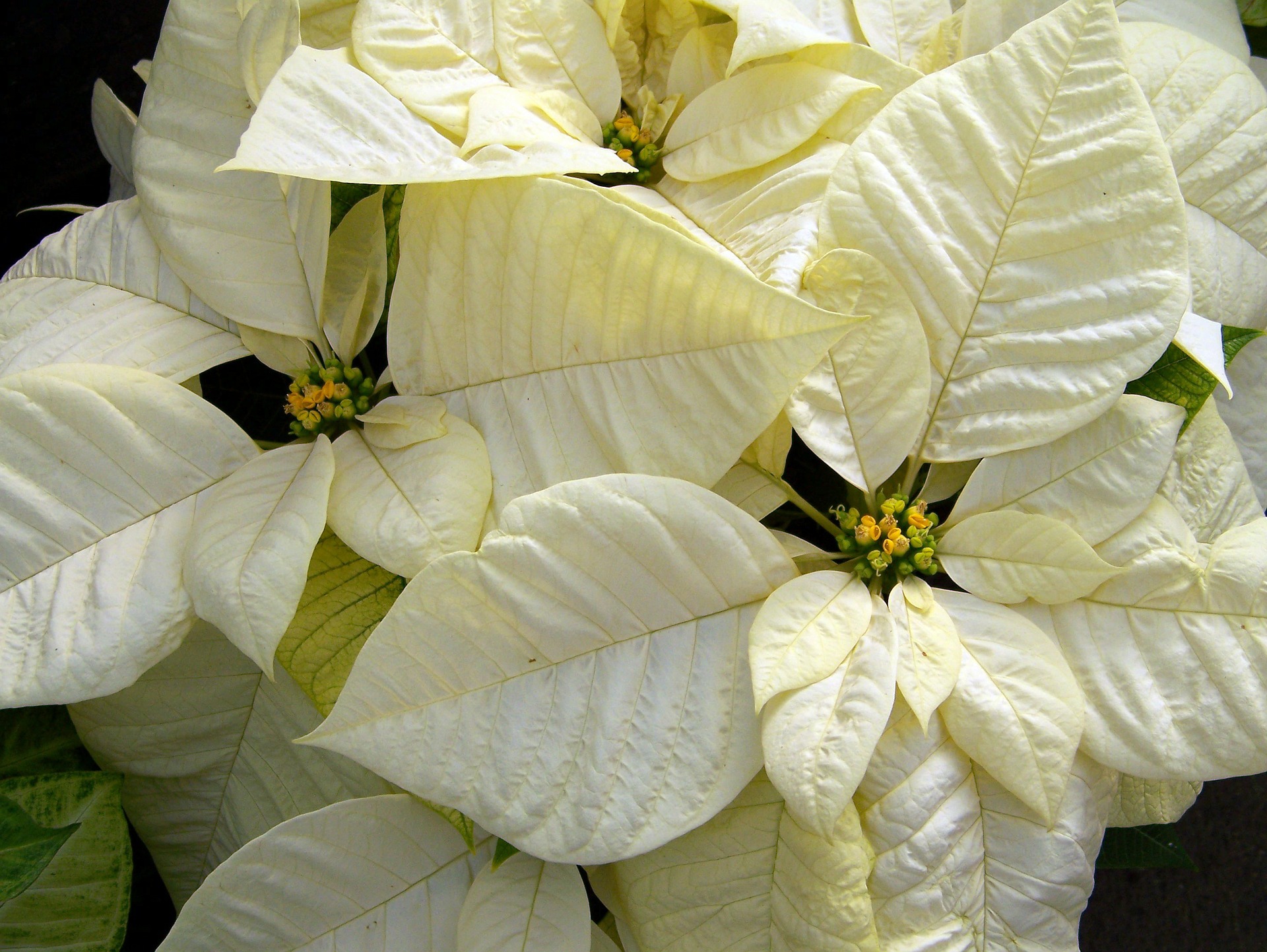 poinsettia blanc