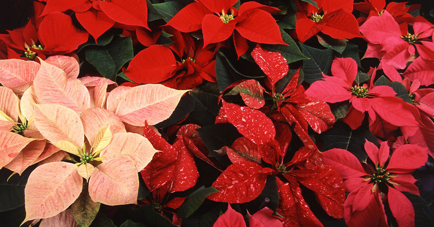 poinsetia