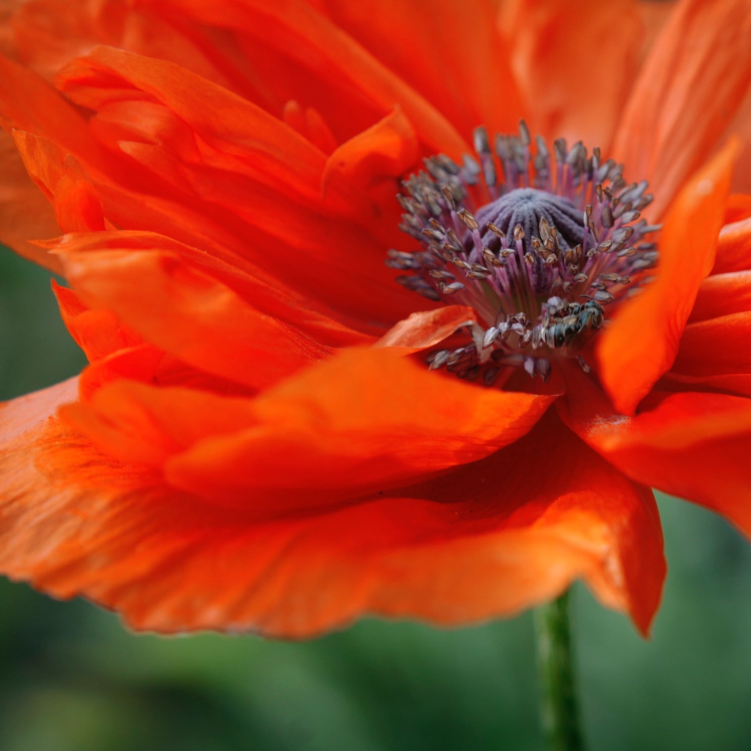 Coquelicot ©Jessica Schwitter