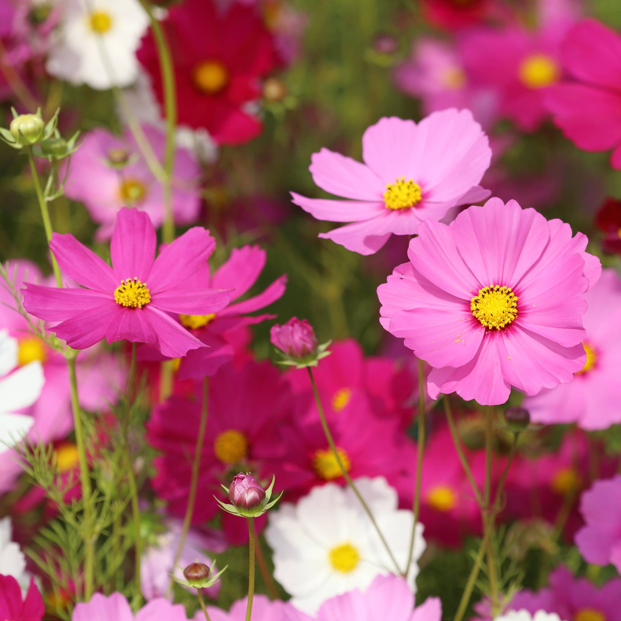Fleurs de cosmos