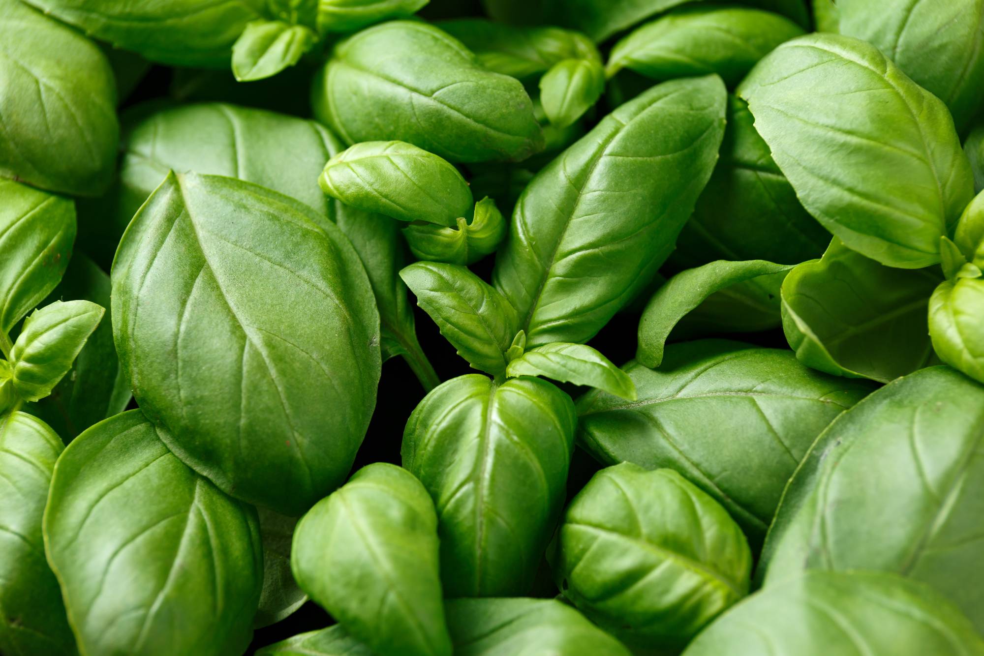 basilic grand vert