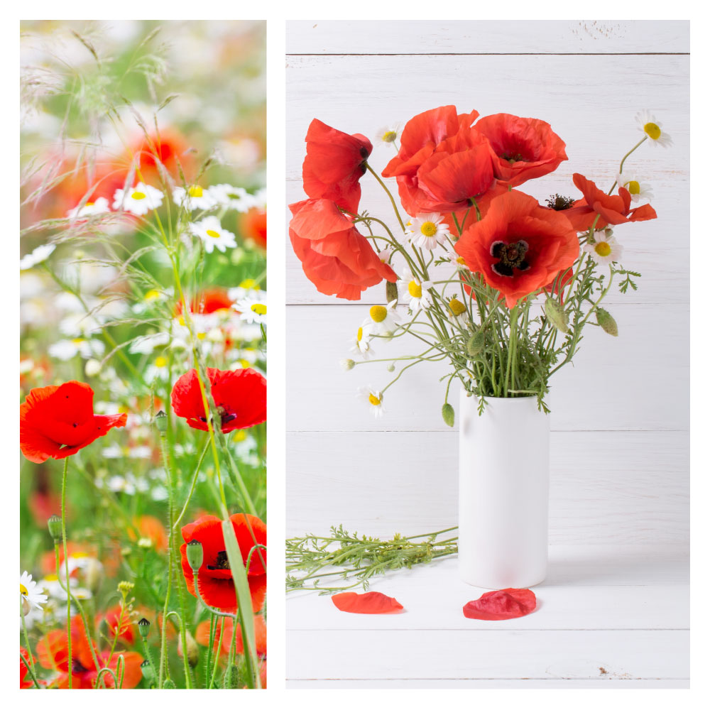 Cartes à planter coquelicot camomille