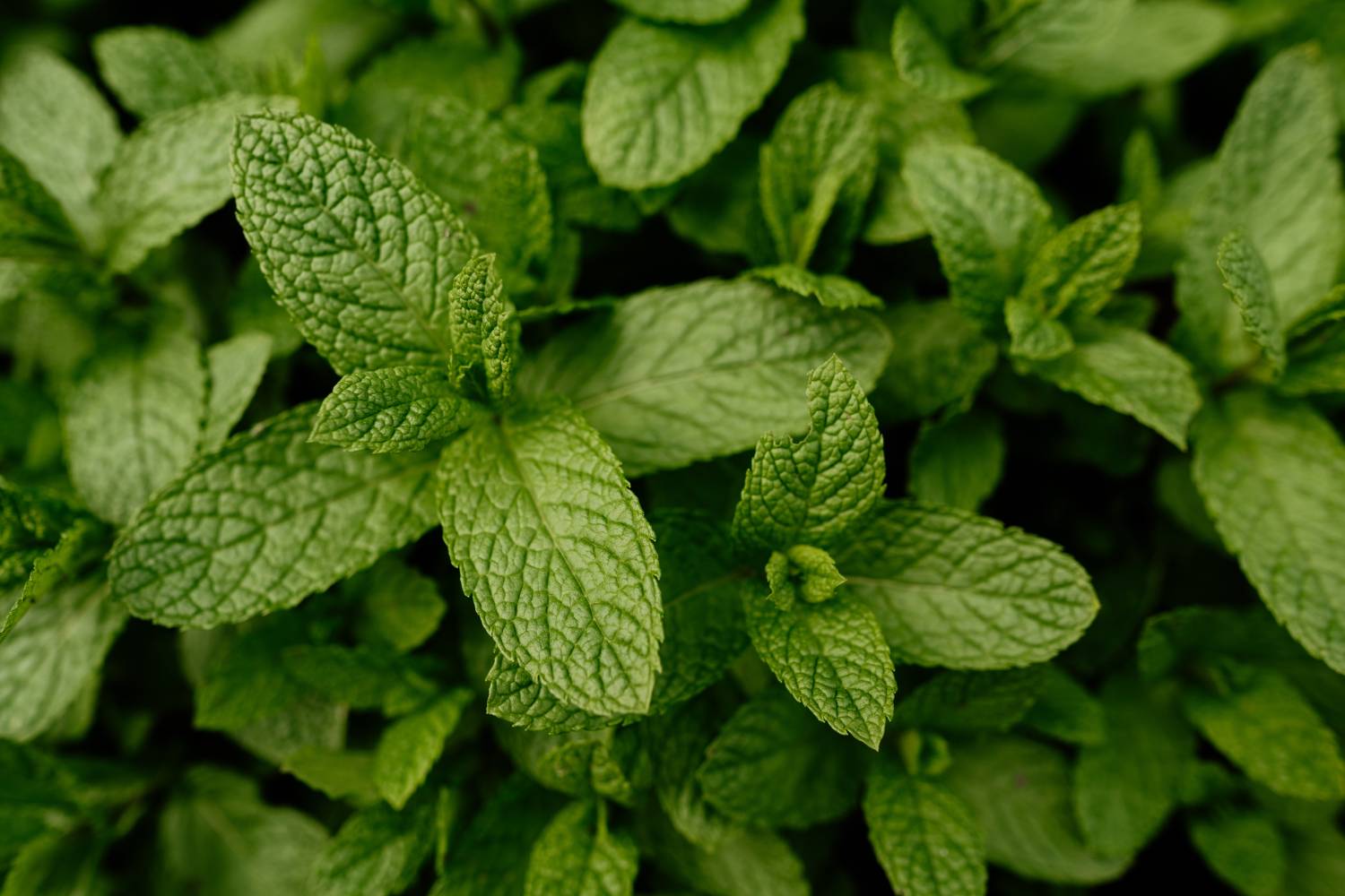 mentha spicata