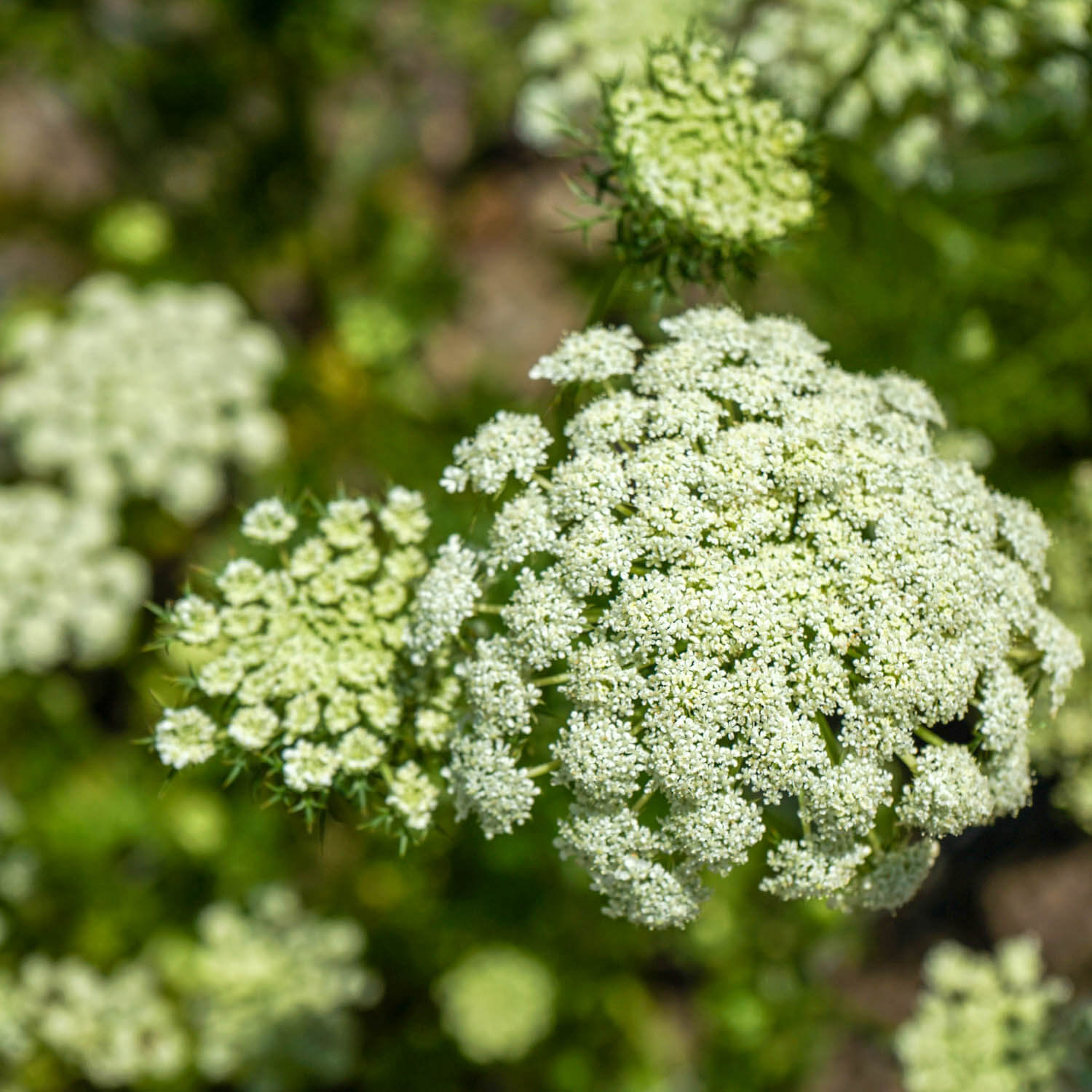 Fleurs de carotte