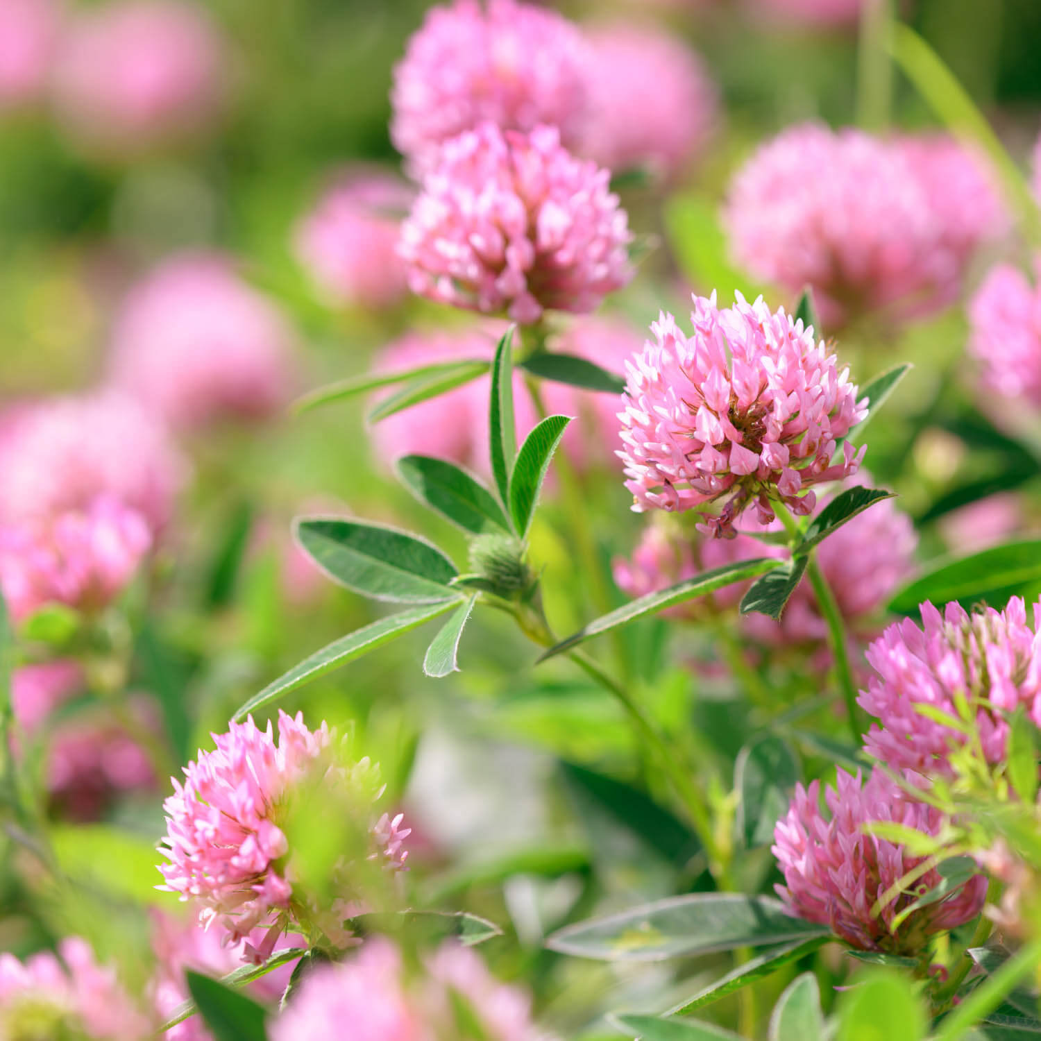 Fleurs de trèfle rose
