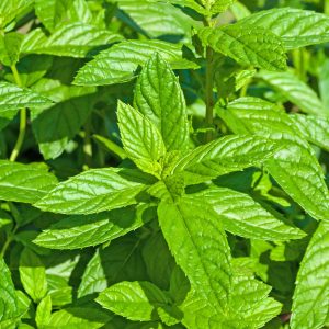 Menthe verte