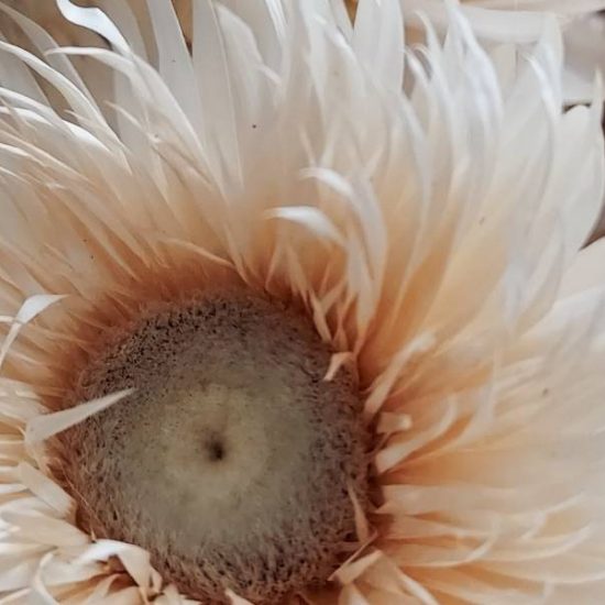fleurs séchées