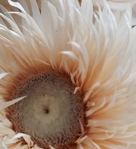 fleurs séchées