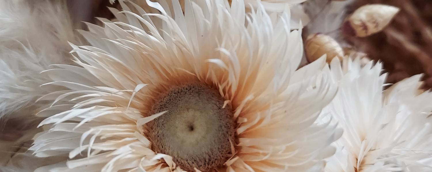 fleurs séchées